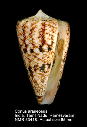 Conus araneosus.jpg - Conus araneosusLightfoot,1786
